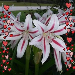 Meet your Posher, Wilma